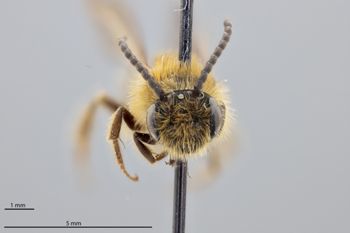 Media type: image;   Entomology 774007 Aspect: head frontal view
